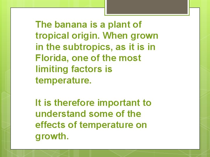 The banana is a plant of tropical origin. When grown in the subtropics, as