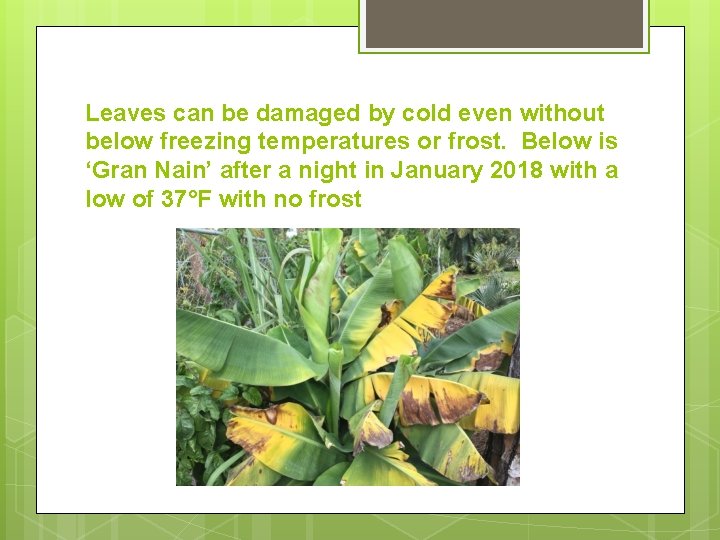 Leaves can be damaged by cold even without below freezing temperatures or frost. Below