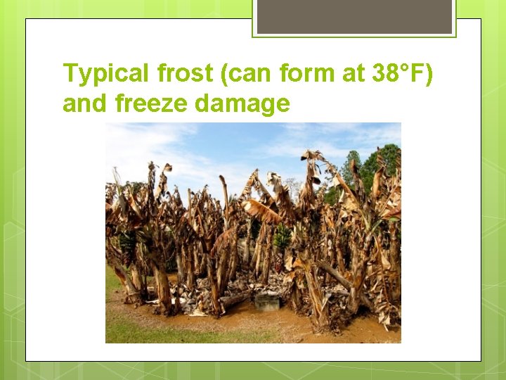 Typical frost (can form at 38°F) and freeze damage 