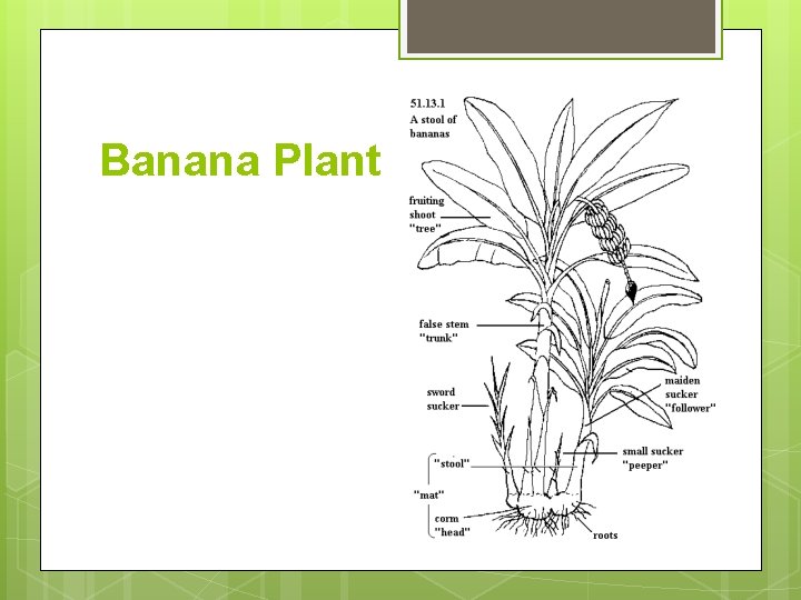 Banana Plant 