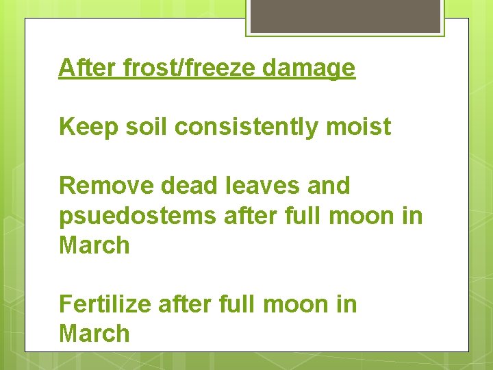 After frost/freeze damage Keep soil consistently moist Remove dead leaves and psuedostems after full