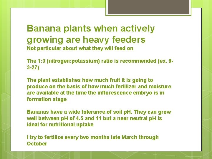 Banana plants when actively growing are heavy feeders Not particular about what they will