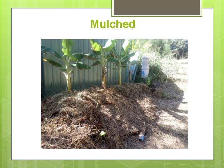 Mulched 