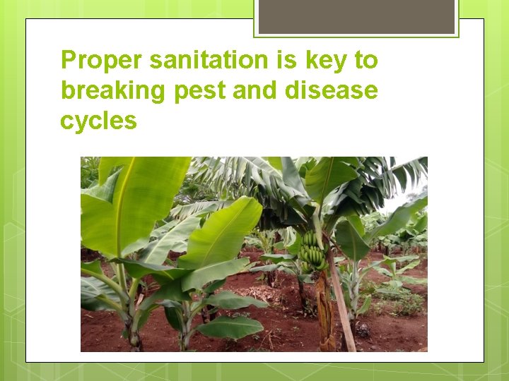 Proper sanitation is key to breaking pest and disease cycles 