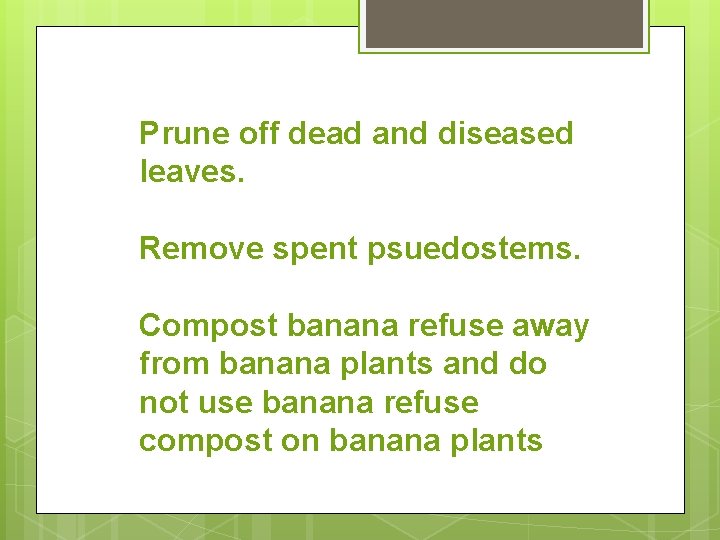 Prune off dead and diseased leaves. Remove spent psuedostems. Compost banana refuse away from