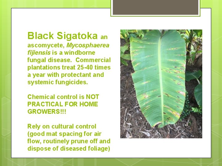 Black Sigatoka an ascomycete, Mycosphaerea fijiensis is a windborne fungal disease. Commercial plantations treat