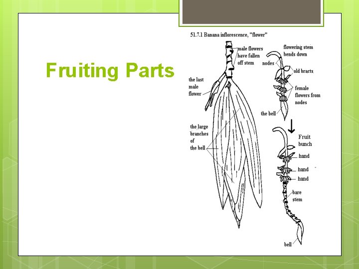 Fruiting Parts 