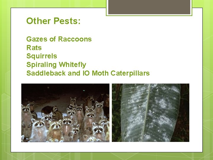 Other Pests: Gazes of Raccoons Rats Squirrels Spiraling Whitefly Saddleback and IO Moth Caterpillars