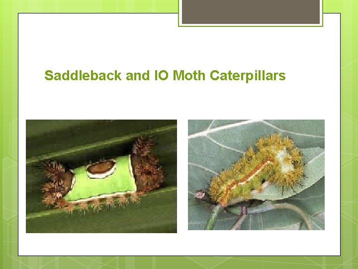 Saddleback and IO Moth Caterpillars 