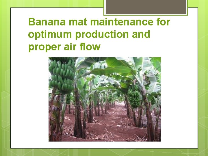 Banana mat maintenance for optimum production and proper air flow 