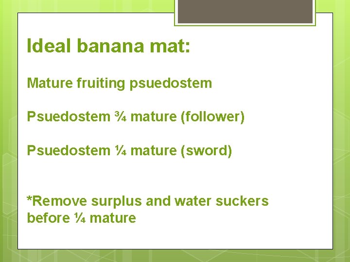 Ideal banana mat: Mature fruiting psuedostem Psuedostem ¾ mature (follower) Psuedostem ¼ mature (sword)