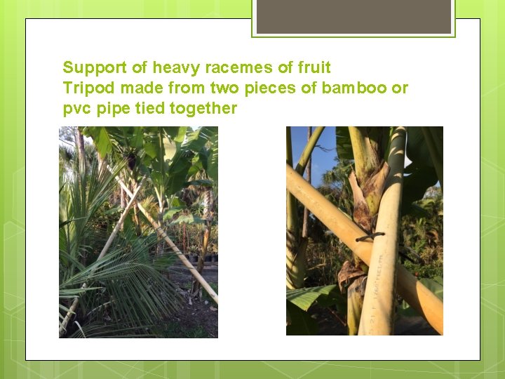 Support of heavy racemes of fruit Tripod made from two pieces of bamboo or