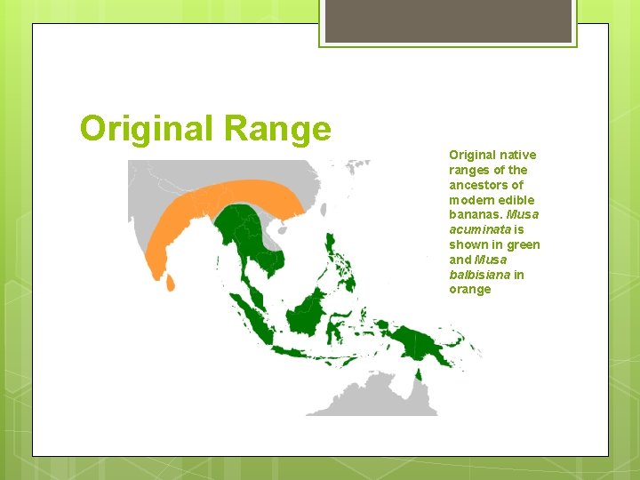 Original Range Original native ranges of the ancestors of modern edible bananas. Musa acuminata