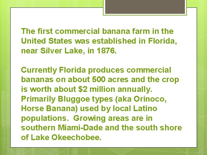 The first commercial banana farm in the United States was established in Florida, near