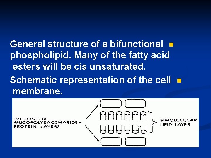 General structure of a bifunctional n phospholipid. Many of the fatty acid esters will