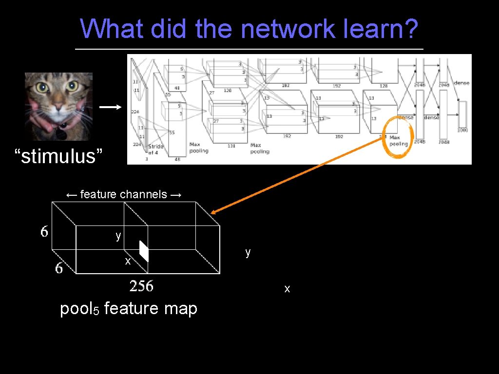 What did the network learn? “stimulus” ← feature channels → y x pool 5 What did the network learn? “stimulus” ← feature channels → y x pool 5