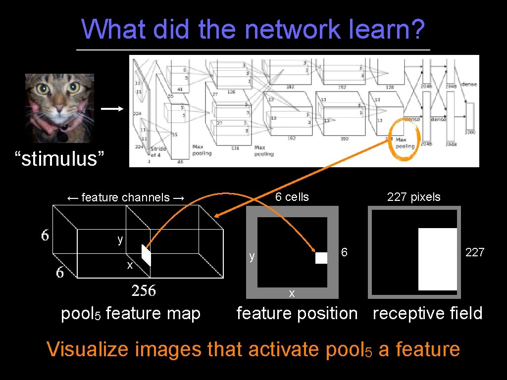 What did the network learn? “stimulus” 227 pixels 6 cells ← feature channels → What did the network learn? “stimulus” 227 pixels 6 cells ← feature channels →