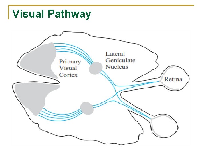 Visual Pathway 