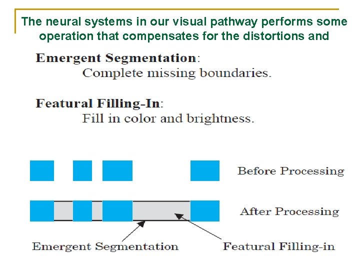 The neural systems in our visual pathway performs some operation that compensates for the