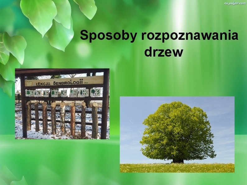 Sposoby rozpoznawania drzew 