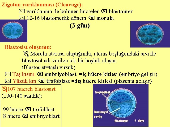 Zigotun yarıklanması (Cleavage): yarıklanma ile bölünen hücreler blastomer 12 -16 blastomerlik dönem morula (3.