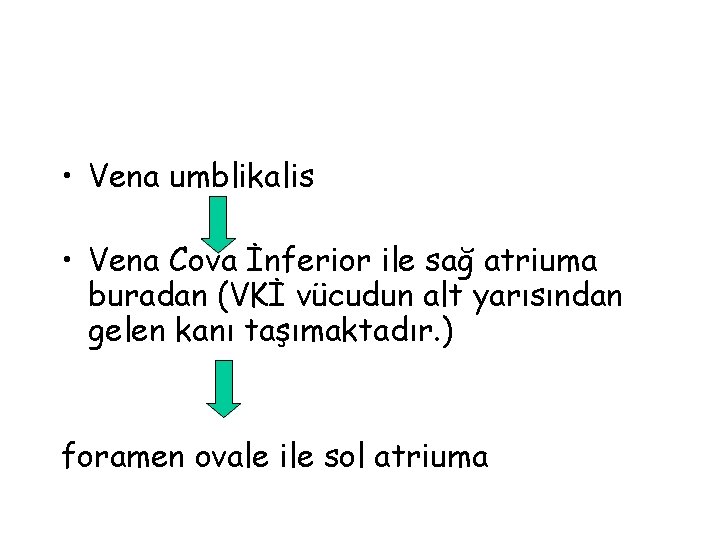  • Vena umblikalis • Vena Cova İnferior ile sağ atriuma buradan (VKİ vücudun