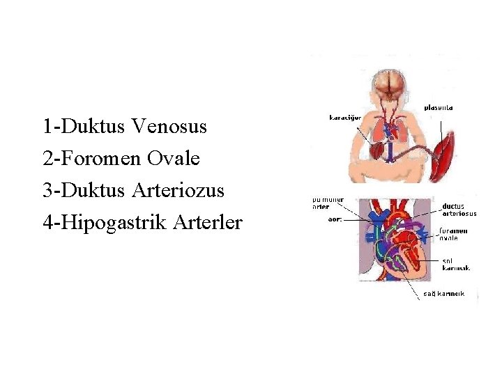 1 -Duktus Venosus 2 -Foromen Ovale 3 -Duktus Arteriozus 4 -Hipogastrik Arterler 