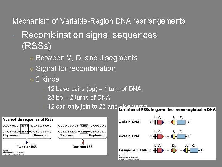 Mechanism of Variable-Region DNA rearrangements Recombination signal sequences (RSSs) ○ Between V, D, and