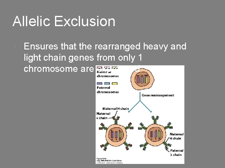 Allelic Exclusion Ensures that the rearranged heavy and light chain genes from only 1