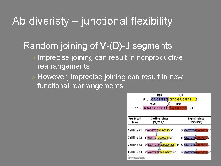 Ab diveristy – junctional flexibility Random joining of V-(D)-J segments ○ Imprecise joining can