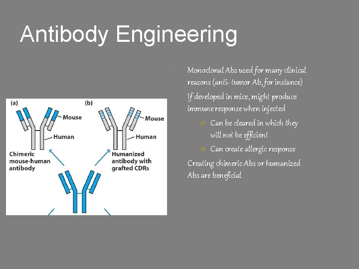 Antibody Engineering Monoclonal Abs used for many clinical reasons (anti- tumor Ab, for instance)