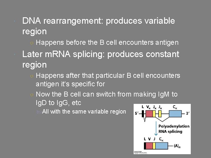  DNA rearrangement: produces variable region ○ Happens before the B cell encounters antigen