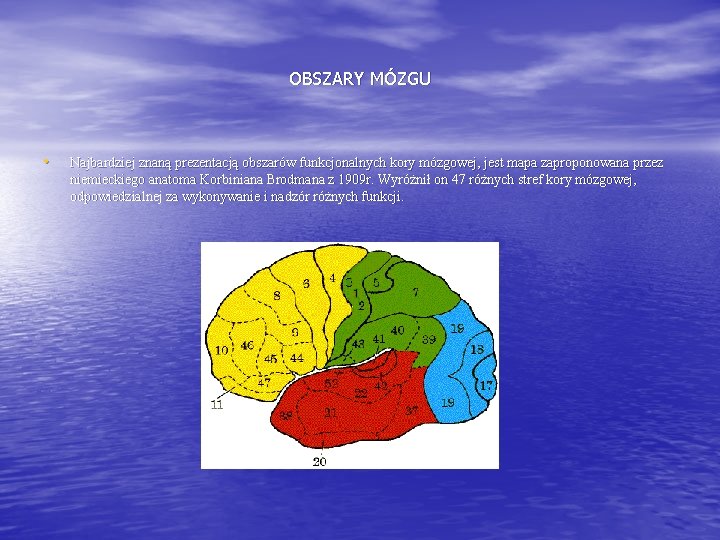 OBSZARY MÓZGU • Najbardziej znaną prezentacją obszarów funkcjonalnych kory mózgowej, jest mapa zaproponowana przez