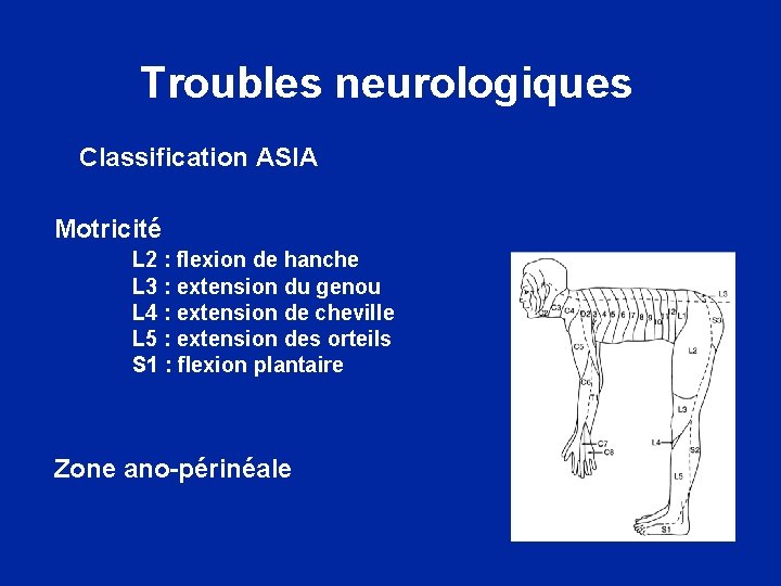 Troubles neurologiques Classification ASIA Motricité L 2 : flexion de hanche L 3 :
