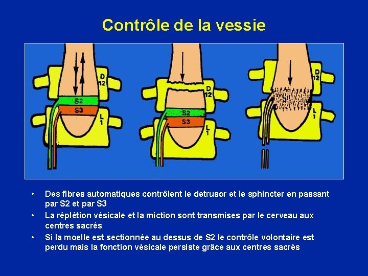 Contrôle de la vessie • • • Des fibres automatiques contrôlent le detrusor et