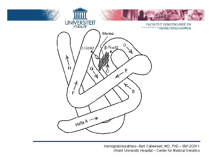 Hemoglobinopathies– Bert Callewaert, MD, Ph. D – 09/12/2011 Ghent University Hospital – Center for
