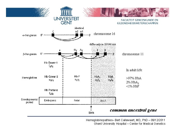 identical chromosome 16 differ only in 10/146 AA chromosome 11 In adult life: >97%