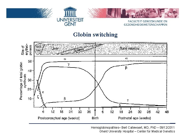 Globin switching Hemoglobinopathies– Bert Callewaert, MD, Ph. D – 09/12/2011 Ghent University Hospital –