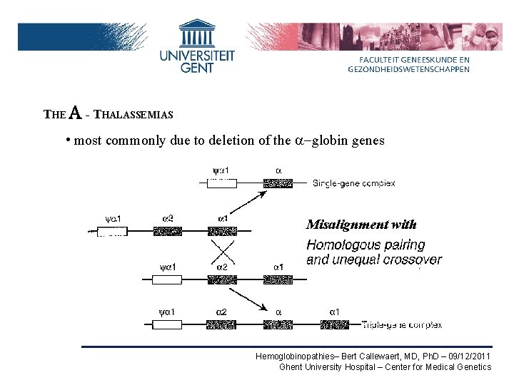 THE A - THALASSEMIAS • most commonly due to deletion of the a-globin genes