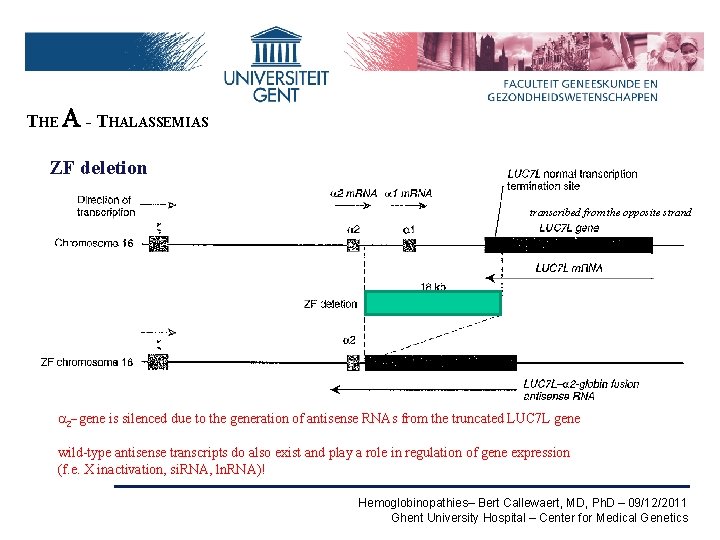 THE A - THALASSEMIAS ZF deletion transcribed from the opposite strand a 2 -gene