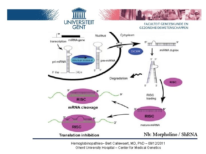 Nb: Morpholino / Sh. RNA Hemoglobinopathies– Bert Callewaert, MD, Ph. D – 09/12/2011 Ghent