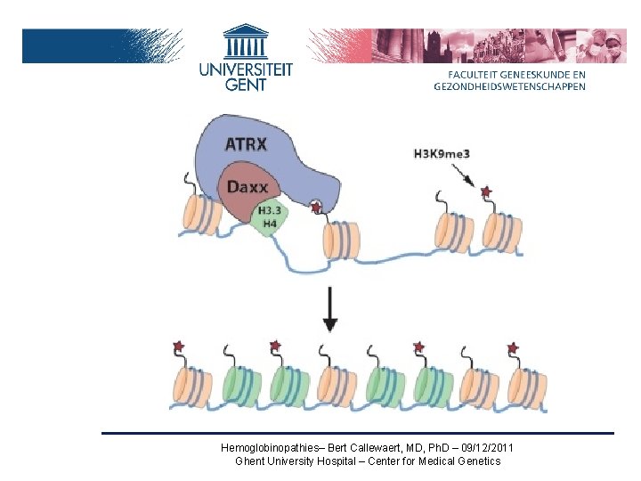 Hemoglobinopathies– Bert Callewaert, MD, Ph. D – 09/12/2011 Ghent University Hospital – Center for
