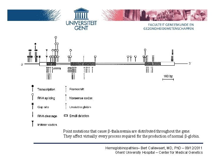 Point mutations that cause b-thalassemia are distributed throughout the gene. They affect virtually every