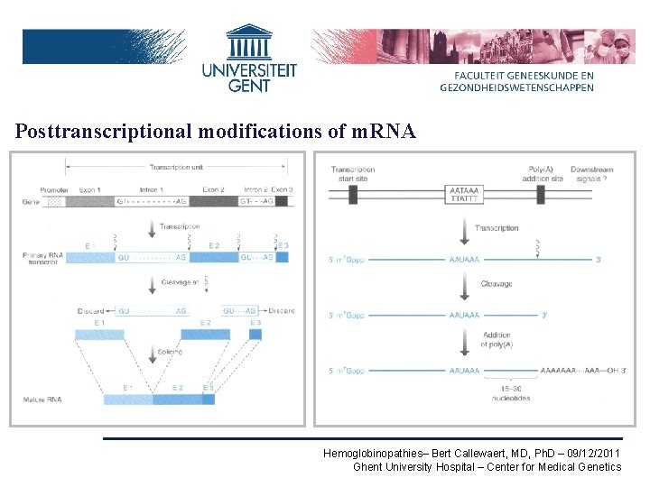 Posttranscriptional modifications of m. RNA Hemoglobinopathies– Bert Callewaert, MD, Ph. D – 09/12/2011 Ghent
