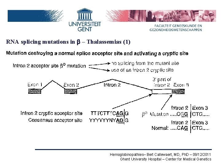 RNA splicing mutations in b – Thalassemias (1) Hemoglobinopathies– Bert Callewaert, MD, Ph. D
