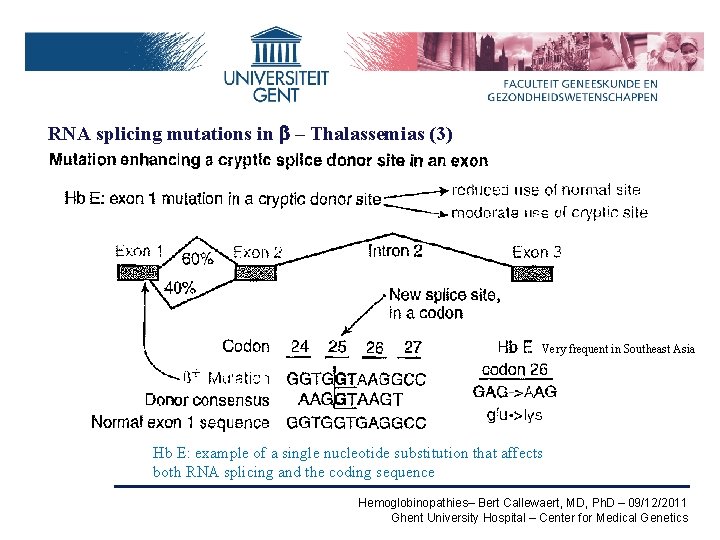 RNA splicing mutations in b – Thalassemias (3) Very frequent in Southeast Asia Hb
