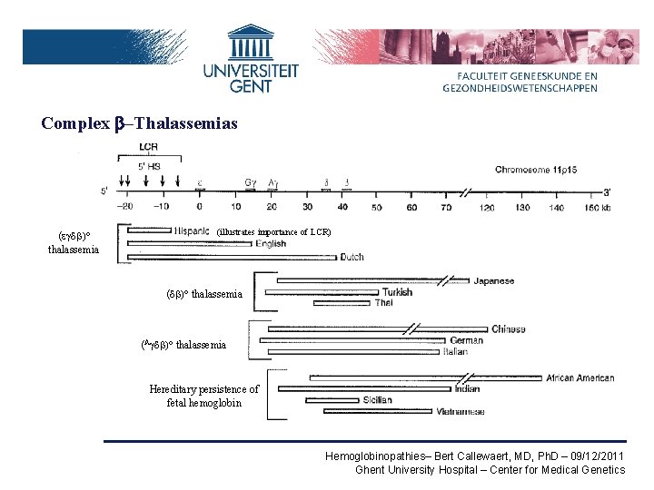 Complex b–Thalassemias (egdb)° thalassemia (illustrates importance of LCR) (db)° thalassemia (Agdb)° thalassemia Hereditary persistence