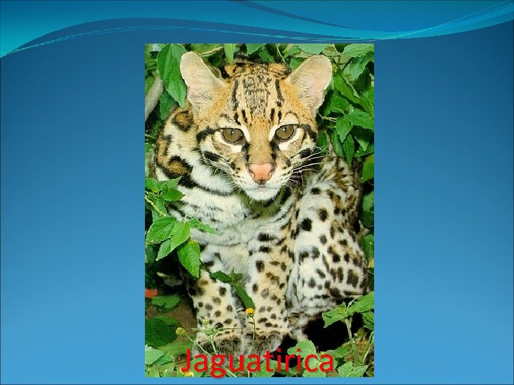 Jaguatirica 