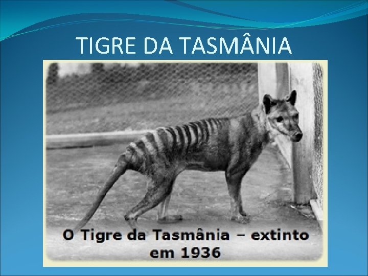 TIGRE DA TASM NIA 