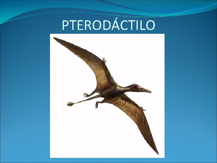 PTERODÁCTILO 